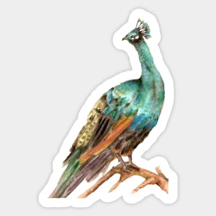 Sitting Peacock Sticker